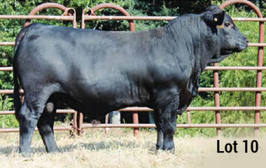Lot 10 - TJB 339Z GUNSLINGER 511C ET